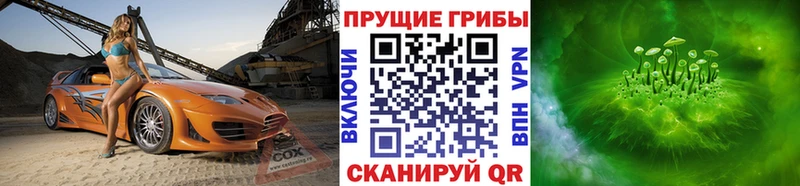 Псилоцибиновые грибы Cubensis где купить наркоту Курчалой